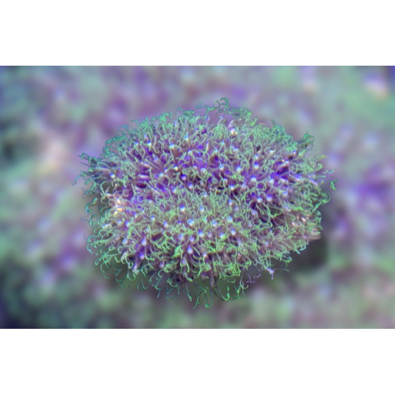 Briareum violaceum vert fluo 2-4 cm