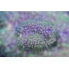 Briareum violaceum vert fluo 2-4 cm