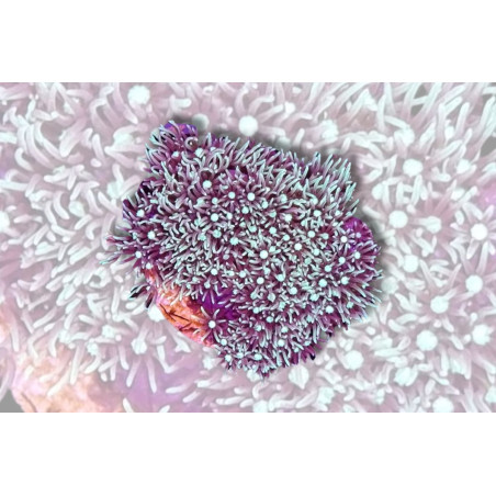 Briareum violaceum vert métallique 2-4 cm