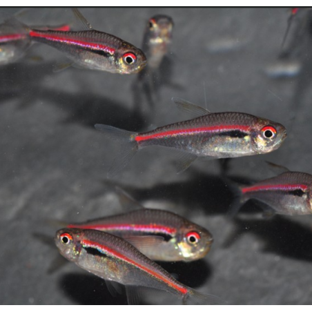 Hyphessobrycon Amapaensis 3 cm