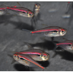 Hyphessobrycon species "Amapaensis" 2,5 cm