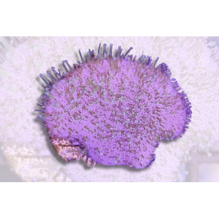 Sarcophyton sp. Polypes verts 3-4 cm