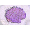 Sarcophyton sp. Polypes verts 3-4 cm