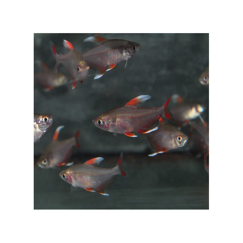 Hyphessobrycon sp.rosaceus à nageoire dorsale blanche 3 cm