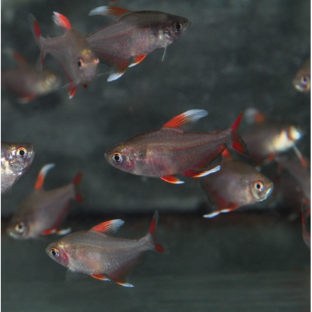 Hyphessobrycon sp.rosaceus à nageoire dorsale blanche 3 cm