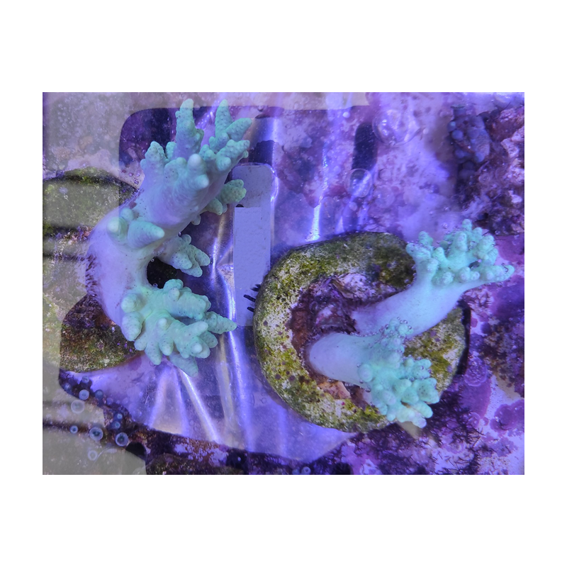 Sinularia flexibilis vert 4-6 cm