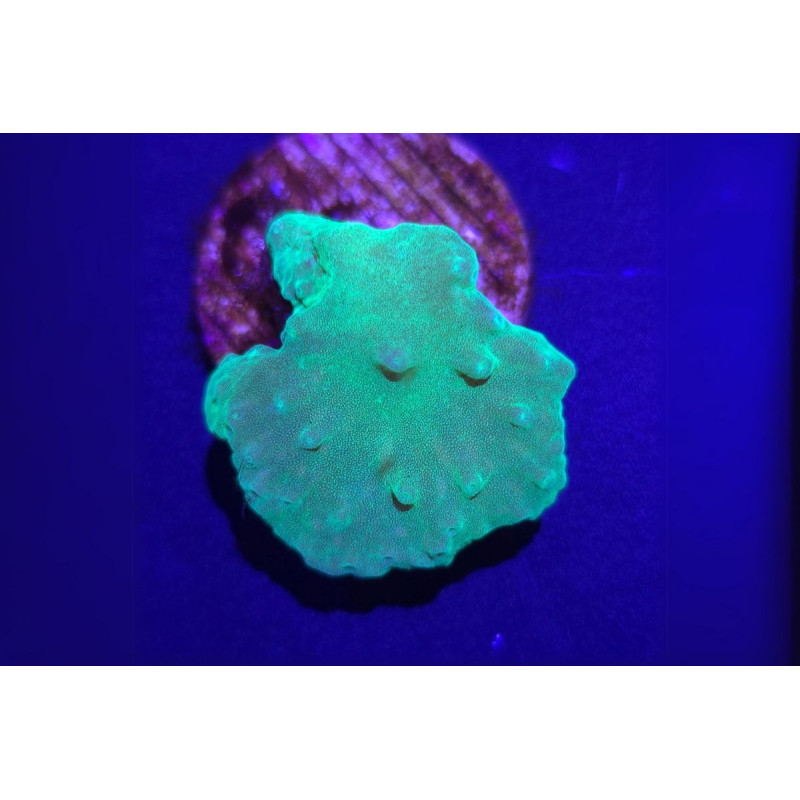 Sinularia dura vert fluo 4-6 cm