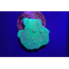Sinularia dura vert fluo 4-6 cm