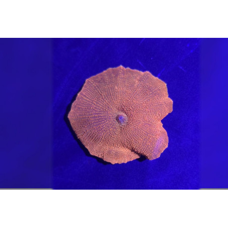Discosoma sp. Iron Man 1 pièce