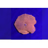 Discosoma sp. Iron Man 1 pièce