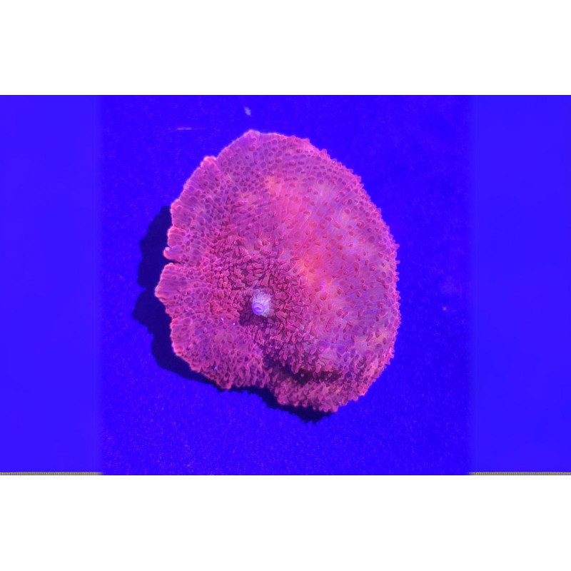 Discosoma sp. Rouge Sang 1 pièce