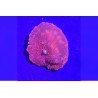 Discosoma sp. Rouge Sang 1 pièce