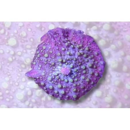 Ricordea yuma Violet et Vert 1 pièce