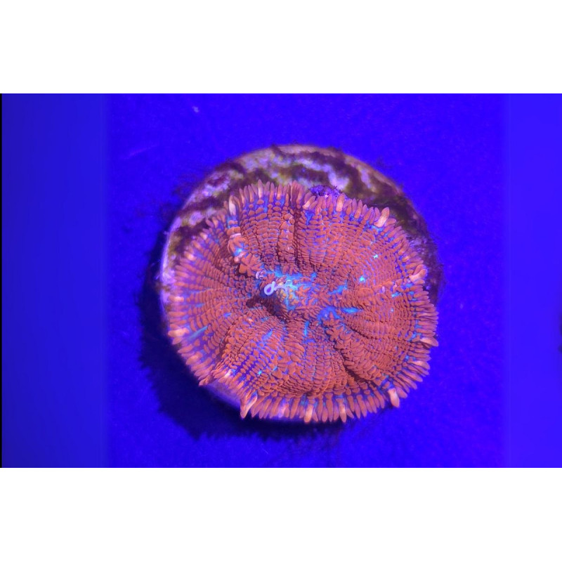 Rhodactis sp. Forest Fire 1 pièce