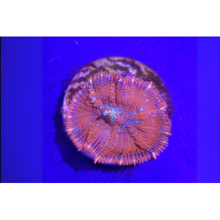 Rhodactis sp. Forest Fire 1 pièce
