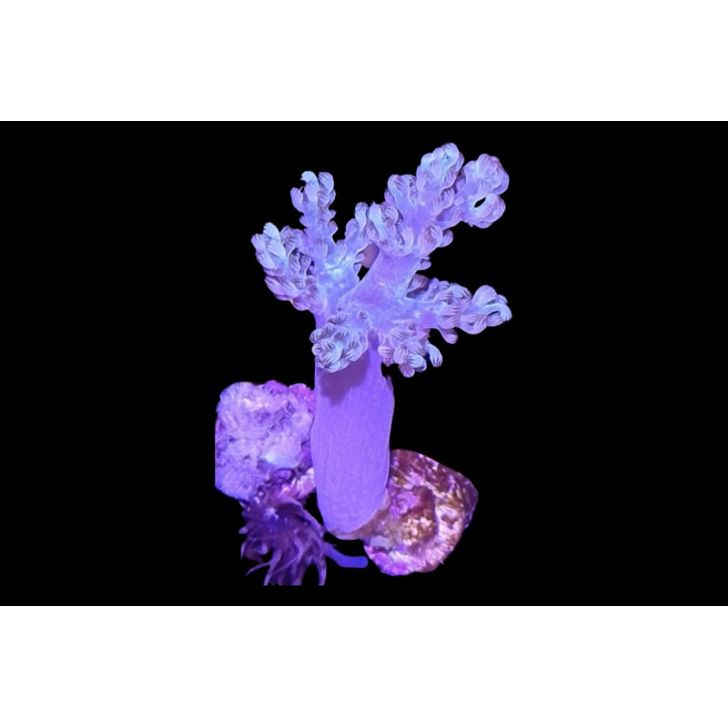 Capnella Vert 5-6 cm