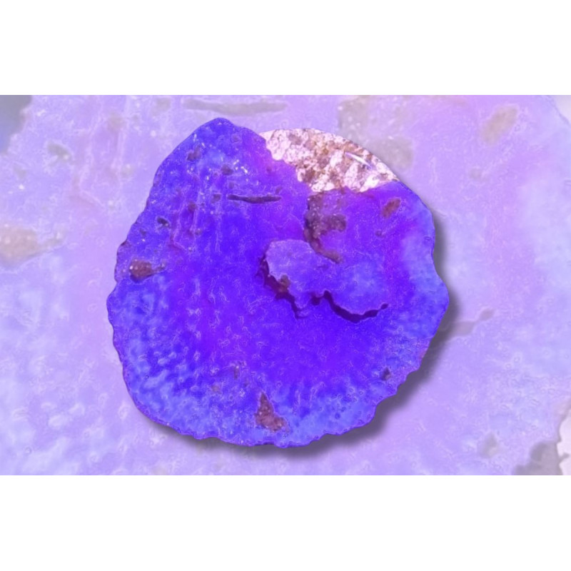 Collospongia auris Bleue-violette 2-4 cm
