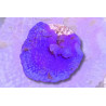 Collospongia auris Bleue-violette 2-4 cm
