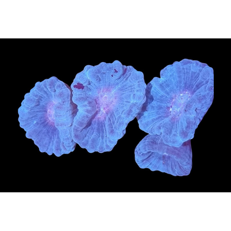 Caulastrea furcata Bleu 2-3 têtes Caulastrea furcata Bleu 2-3 têtes