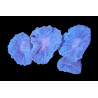 Caulastrea furcata Bleu 2-3 têtes