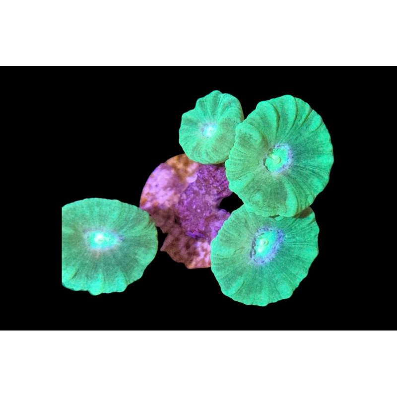 Caulastrea furcata Vert 2-3 têtes