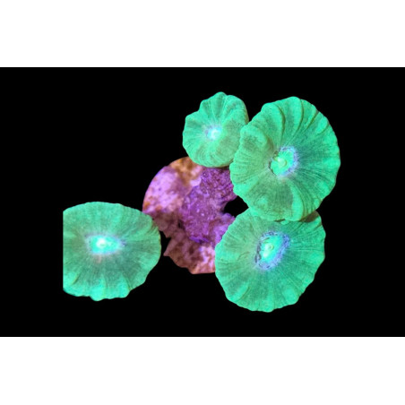 Caulastrea furcata Vert 2-3 têtes