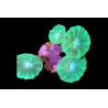 Caulastrea furcata Vert 2-3 têtes