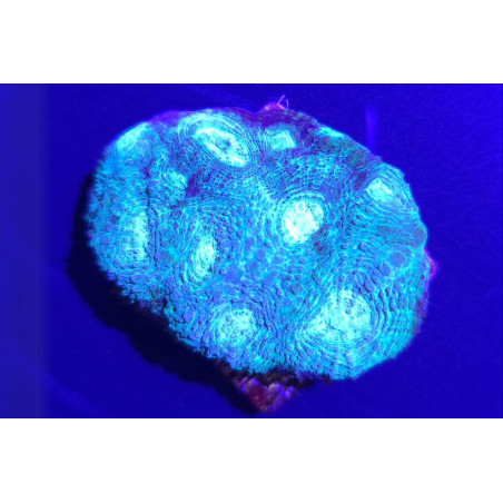 Acanthastrea spp. Bleu Ciel 4-6 cm