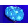 Acanthastrea spp. Bleu Ciel 4-6 cm