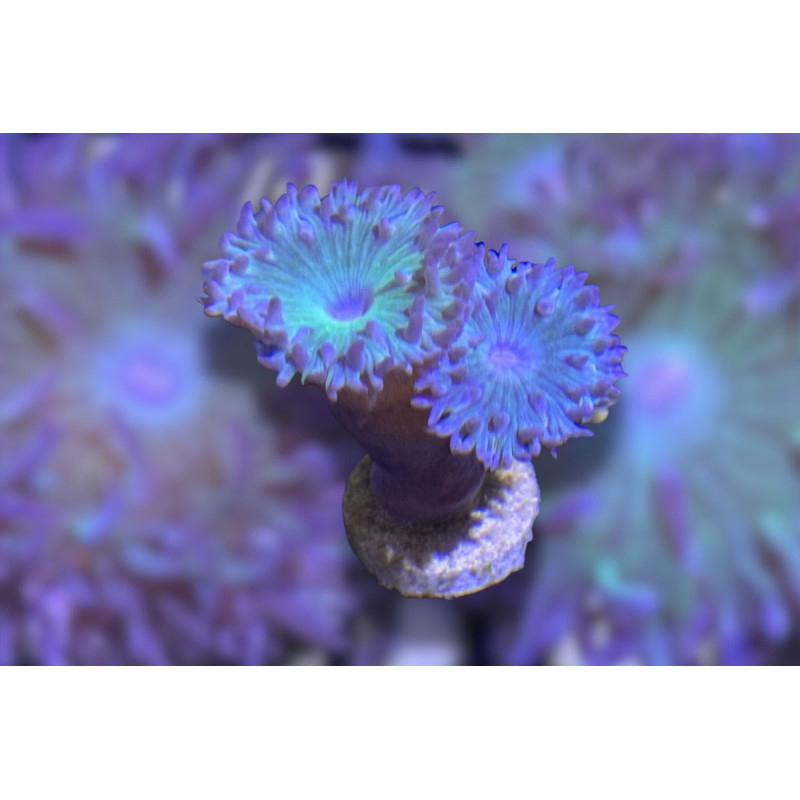 Duncanopsammia axifuga 2-3 têtes