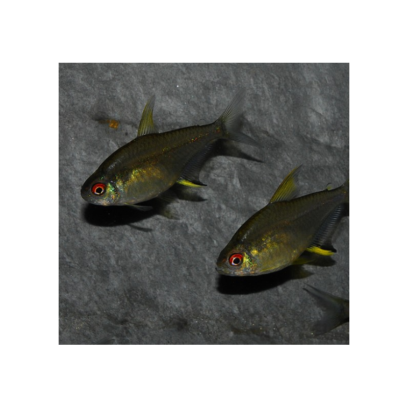 Hyphessobrycon pulchripinnis (Tétra citron) 2,5 cm