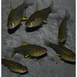 Hyphessobrycon pulchripinnis (Tétra citron) 2,5 cm