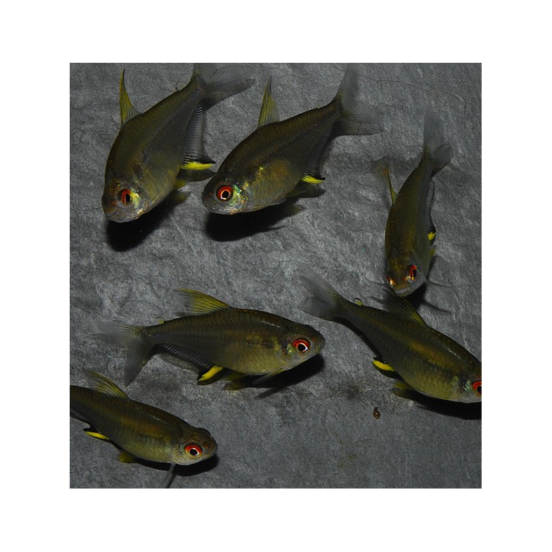 Hyphessobrycon pulchripinnis (Tétra citron) 2 cm