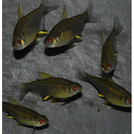 Hyphessobrycon pulchripinnis (Tétra citron) 2 cm