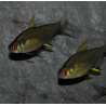 Hyphessobrycon pulchripinnis (Tétra citron) 2 cm