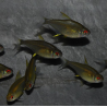Hyphessobrycon pulchripinnis (Tétra citron) 2 cm