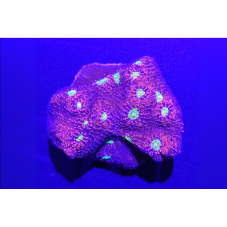 Echinophyllia sp. "Pink Floyd" Rouge 4-6 cm