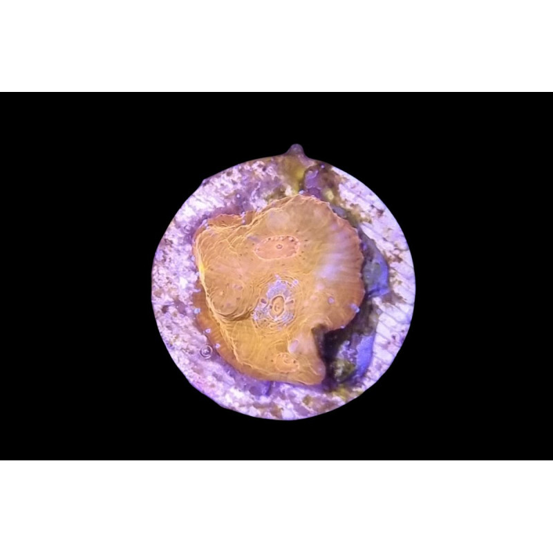 Echinophyllia sp. 24K Blue Lake 2-3 cm