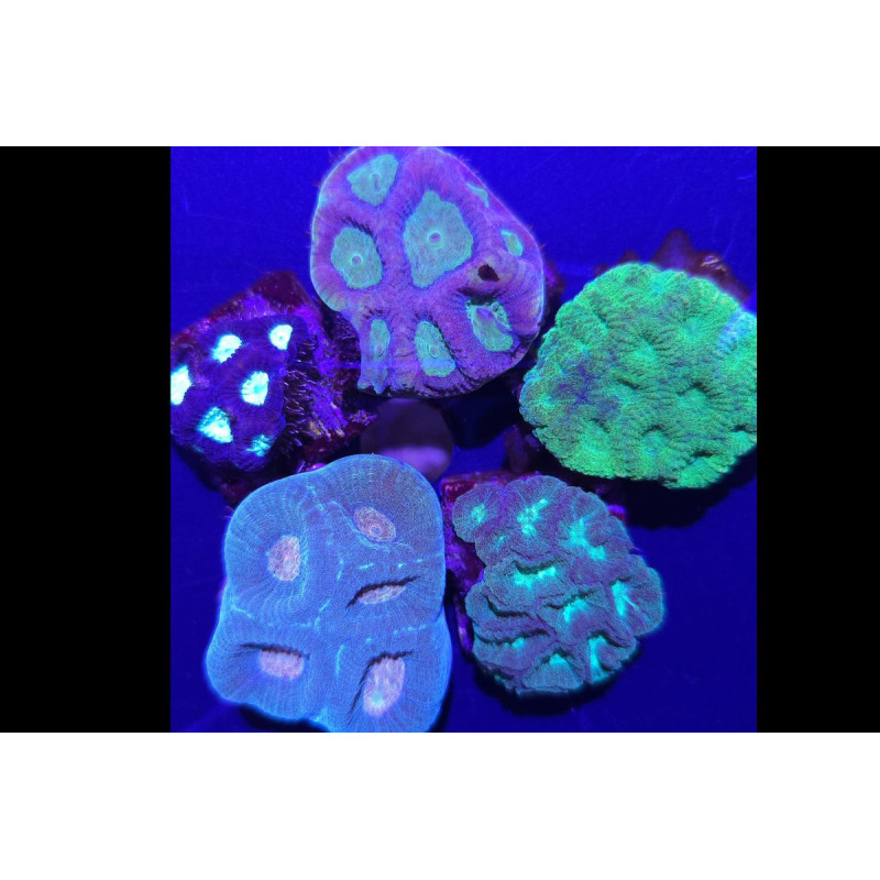Favite spp. Assortis Vert-Bleu-Marron 3-5 cm Favite spp. Assortis Vert-Bleu-Marron 3-5 cm