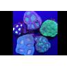 Favite spp. Assortis Vert-Bleu-Marron 3-5 cm