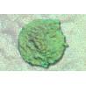 Leptoseris sp. Neon Green 2-3 cm