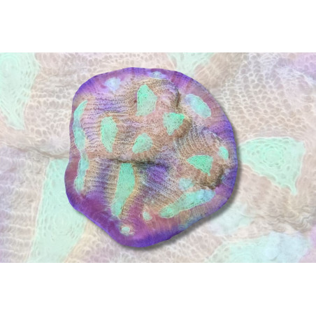 Mycedium elephantosus Or et Vert 2-3 cm