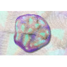 Mycedium elephantosus Or et Vert 2-3 cm