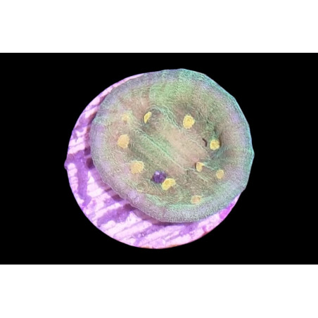 Mycedium robokaki Space Invader 2-3 cm