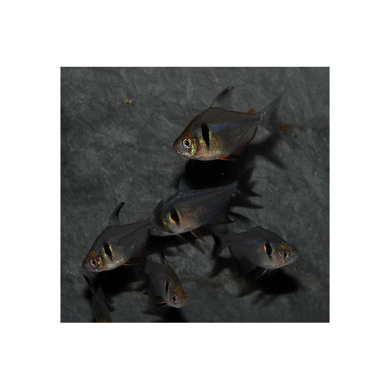 Hyphessobrycon megalopterus (Tétra fantôme noir) 2,5cm