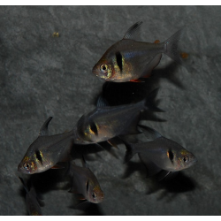 Hyphessobrycon megalopterus (Tétra fantôme noir) 2cm
