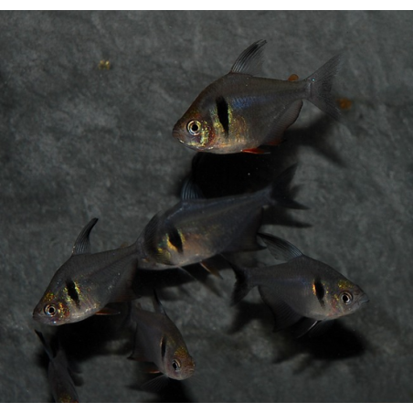 Hyphessobrycon megalopterus (Tétra fantôme noir) 2cm