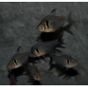Hyphessobrycon megalopterus (Tétra fantôme noir) 2cm