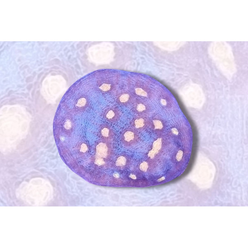 Mycedium robokaki Corps bleu, Yeux roses 2-3 cm Mycedium robokaki Corps bleu, Yeux roses 2-3 cm