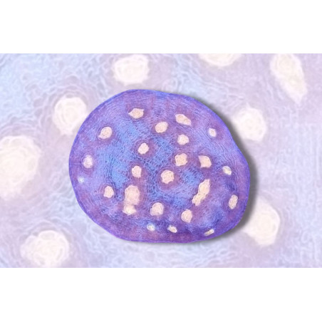 Mycedium robokaki Corps bleu, Yeux roses 2-3 cm